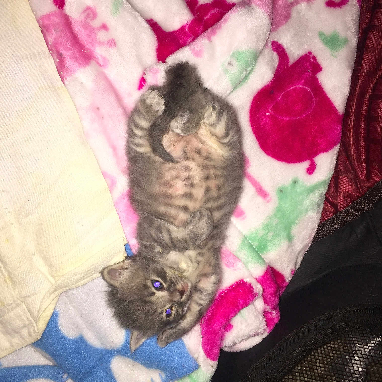 Latte joined the competition — help win amazing prizes! american_shorthair, carnivore, cat, european_shorthair, felidae, fur, german_rex, kitten, magenta, pink, small_to_medium_sized_cats, tabby_cat, tail, whiskers