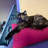 Kiara a rejoint le concours — aidez-le/la à gagner de superbes lots ! cat, tortoiseshell, fluffy, cushion, red, indoor, relaxed, paw, fur, pet, animal, resting, cozy, feline, household, comfortable, portrait, domestic, cute, lazy