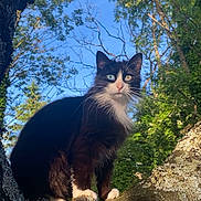 Bagheera participe au concours pour gagner de l'argent avec cette photo : cat, tuxedo_cat, tree, branch, moss, lichen, outdoor, nature, greenery, foliage, sky, sunlight, animal, pet, wildlife, heterochromia, whiskers, fur, alert, perched