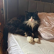 Bagheera a rejoint le concours — aidez-le/la à gagner de superbes lots ! animal, bed, black_and_white, cat, cozy, curious, domestic, feline, fluffy, fur, headboard, household, indoor, looking, mattress, paws, pet, portrait, resting, whiskers