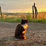 animal, barbed_wire, cat, countryside, evening, fence, field, fur, golden_hour, grass, gravel_road, outdoor, pole, portrait, rural, sitting, sunlight, sunset, tuxedo_cat, whiskers