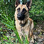 dog, german_shepherd, canine, animal, outdoor, forest, greenery, grass, rocks, nature, pet, collar, alert, fur, wildlife, mammal, portrait, standing, brown, black
