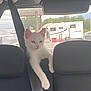 white_cat, kitten, car_interior, backseat, seatbelt, window, camper_van, outdoor, greenery, pet, animal, curious, young_cat, feline, vehicle, travel, domestic_animal, resting, paw, looking_out
