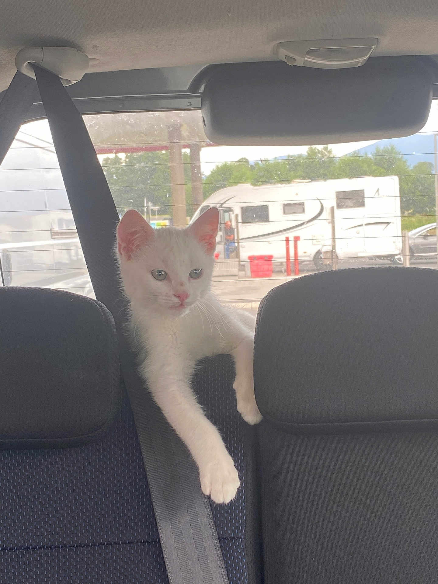 Ares participe au concours pour gagner de l'argent avec cette photo : white_cat, kitten, car_interior, backseat, seatbelt, window, camper_van, outdoor, greenery, pet, animal, curious, young_cat, feline, vehicle, travel, domestic_animal, resting, paw, looking_out