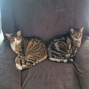 Filou a rejoint le concours — aidez-le/la à gagner de superbes lots ! animal, cat, chair, cozy, domestic_cat, ears, feline, front_paws, furniture, indoor, looking, pet, relaxed, resting, soft_texture, striped_fur, tabby_cat, tail, two_animals, whiskers