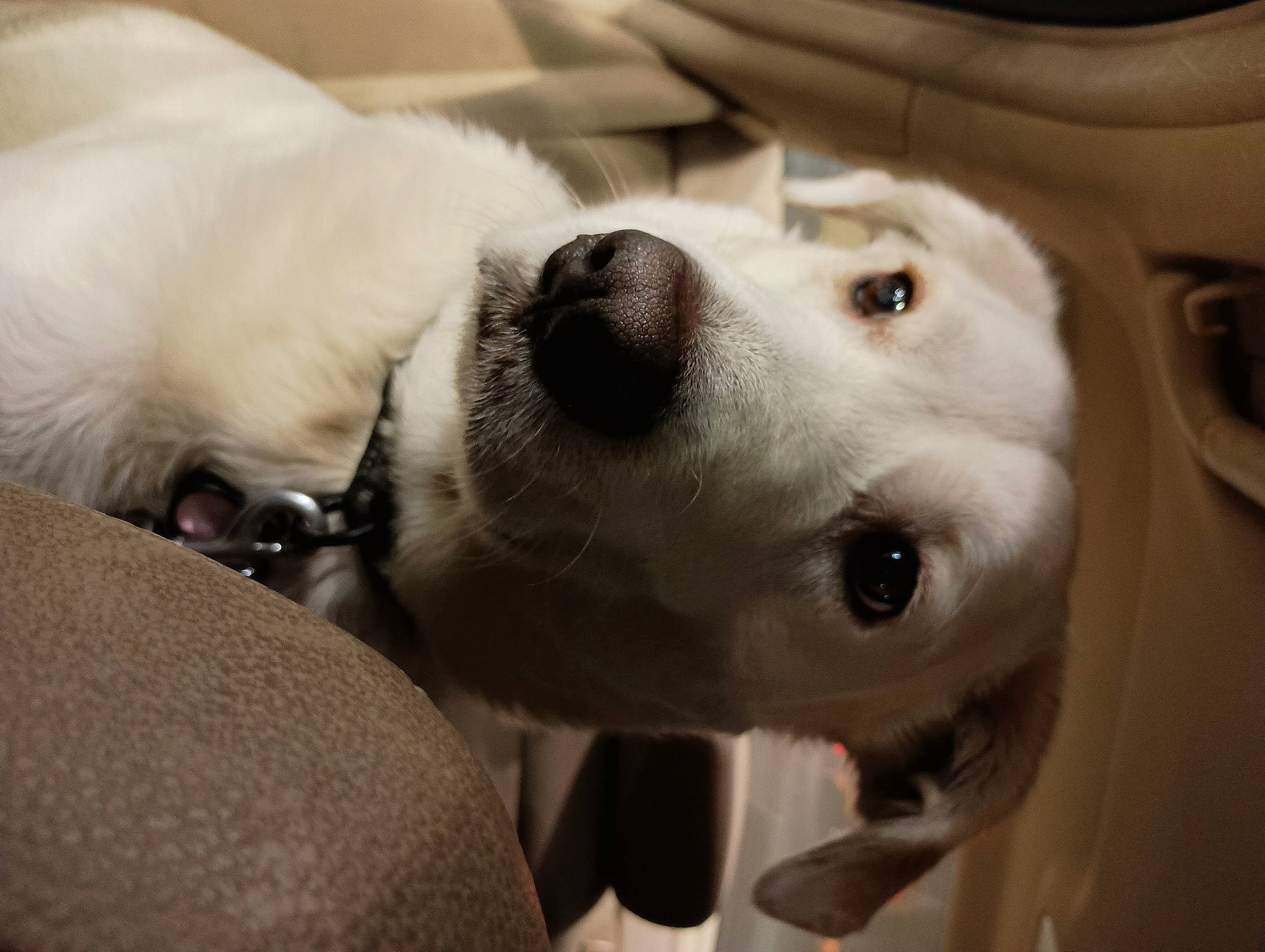 Chozen is registered to the contest to win money with this photo: canidae, carnivore, collar, comfort, companion_dog, dog, dog_breed, dog_collar, ear, fawn, fur, non_sporting_group, selfie, snout, sporting_group, whiskers, working_animal