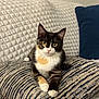 cat, kitten, calico, pet, portrait, paws, whiskers, eyes, couch, pillow, blanket, home, indoor, cozy, fur, ears, curious, sitting, remote_control, striped