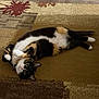 cat, calico_cat, lying_on_back, belly_up, paws, whiskers, collar, large_eyes, carpet, rug, indoor, flooring, pet, fur, relaxed, playful, portrait, looking_up, mammal, cute