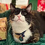 cat, pet, close_up, portrait, tuxedo_cat, whiskers, collar, pet_tag, green_blanket, gift_wrap, christmas_decor, bokeh, indoor, fur, cute, wide_eyes, pink_nose, looking_up, golden_eyes, soft_lighting