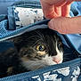 cat, kitten, whiskers, close_up, zipper, hand, bag, fabric, floral_pattern, blue, pink_nose, eyes, pet, carrier, portrait, indoor, fur, curious, paws, human_fingers