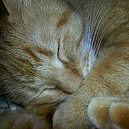 Friskies a rejoint le concours — aidez-le/la à gagner de superbes lots !