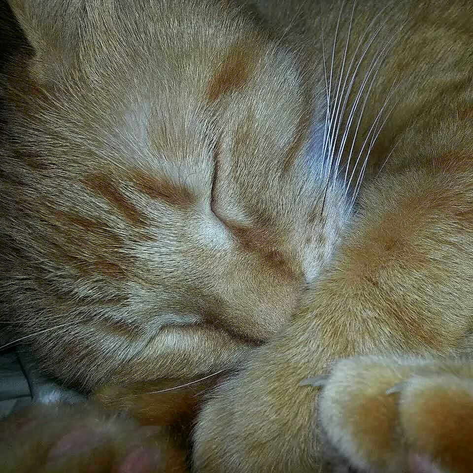 Friskies