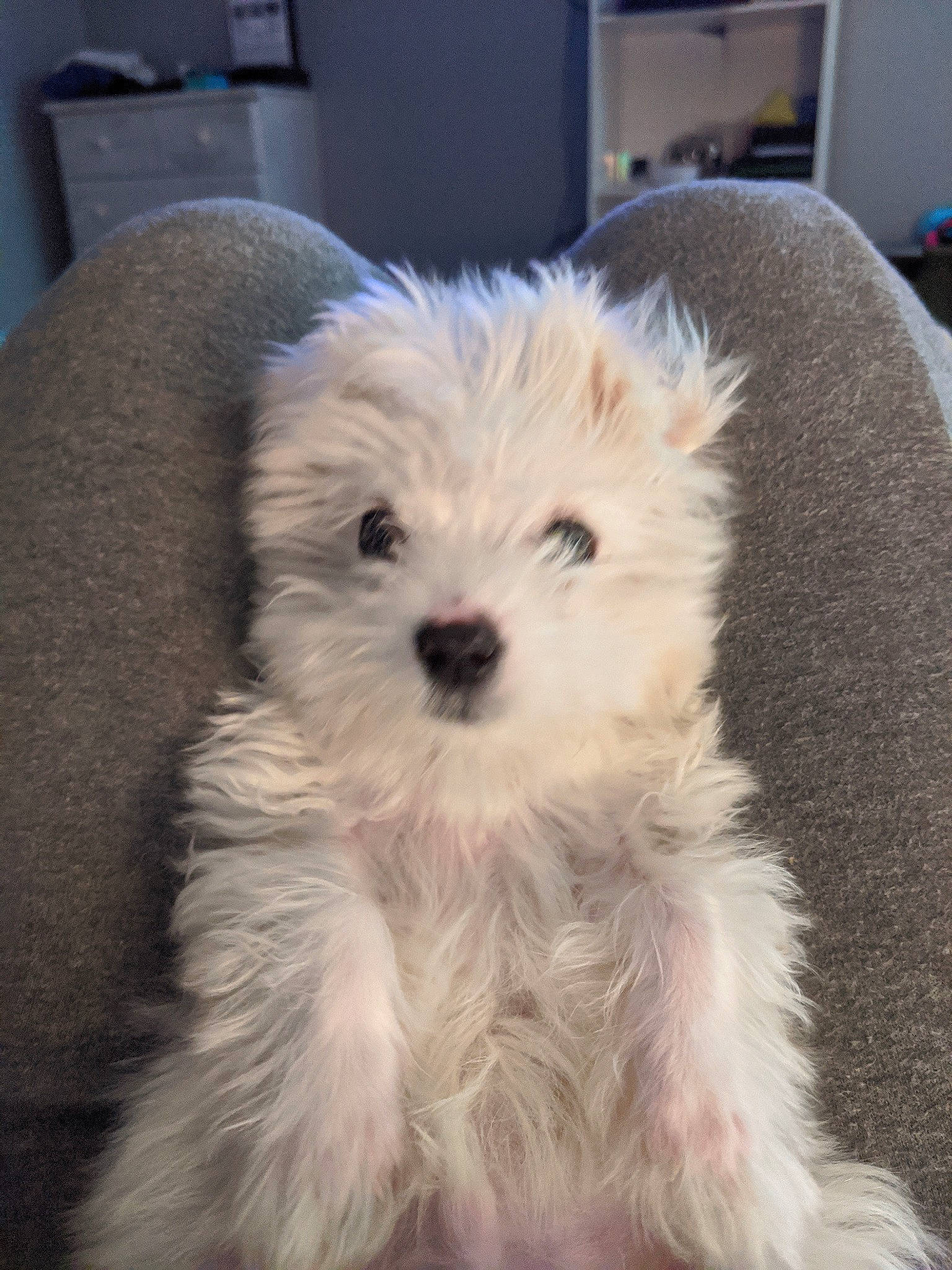 Leroy is registered to the contest to win money with this photo: bichon, bolonka, canidae, carnivore, companion_dog, coton_de_tulear, dog, dog_breed, havanese, maltepoo, maltese, mammal, morkie, puppy, schnoodle, small_terrier, sporting_lucas_terrier, terrier, vertebrate, west_highland_white_terrier