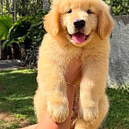 Philou participe au concours pour gagner de l'argent avec cette photo : puppy, golden_retriever, dog, animal, pet, cute, fluffy, outdoor, greenery, sunlight, happy, tongue_out, person, arm, nature, grass, tree, summer, portrait, smiling