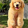 puppy, golden_retriever, dog, animal, pet, cute, fluffy, outdoor, greenery, sunlight, happy, tongue_out, person, arm, nature, grass, tree, summer, portrait, smiling