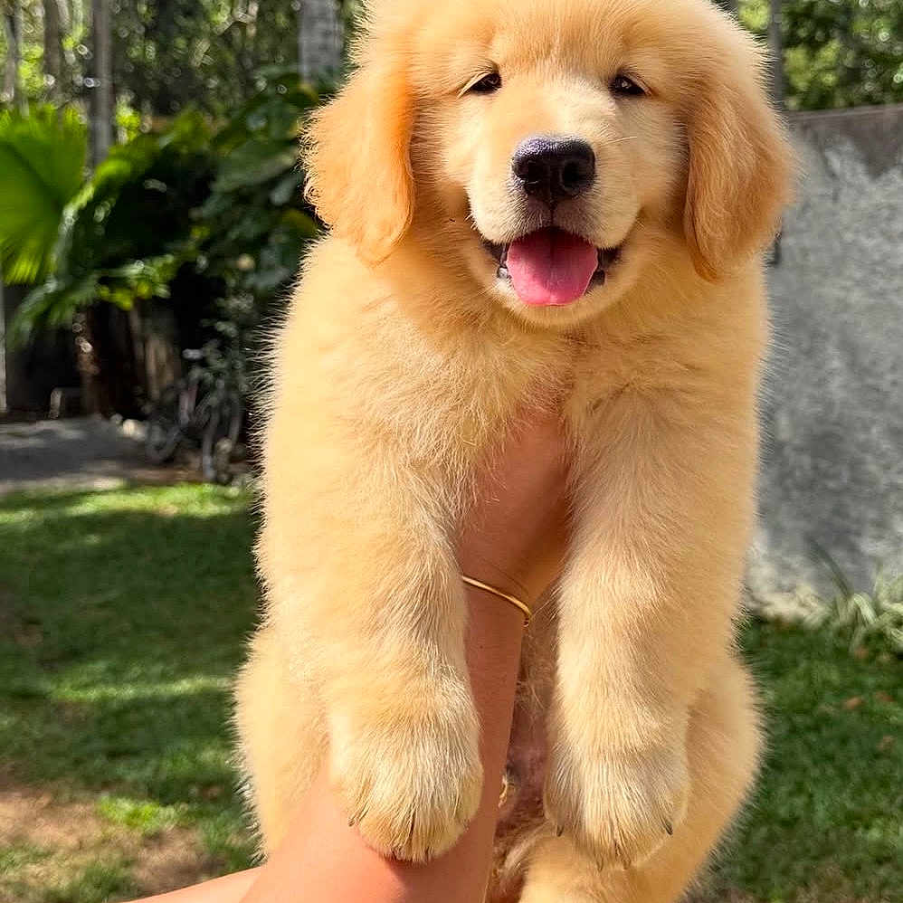 Philou participe au concours pour gagner de l'argent avec cette photo : puppy, golden_retriever, dog, animal, pet, cute, fluffy, outdoor, greenery, sunlight, happy, tongue_out, person, arm, nature, grass, tree, summer, portrait, smiling