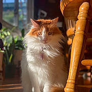 Raja joined the competition — help win amazing prizes! animal, blurred_background, cat, chair_leg, collar, cute, domestic_cat, feline, fluffy, fur, indoor, orange_and_white, pet, plants, portrait, sitting, sunlight, whiskers, window_light, wooden_floor