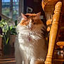 animal, blurred_background, cat, chair_leg, collar, cute, domestic_cat, feline, fluffy, fur, indoor, orange_and_white, pet, plants, portrait, sitting, sunlight, whiskers, window_light, wooden_floor