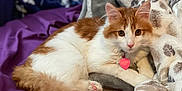 Raja joined the competition — help win amazing prizes! animal, bed, blanket, cat, collar, cozy, cute, domestic, fluffy, fur, heart_tag, indoor, looking_at_camera, lying_down, orange_and_white, paws, pet, purple_sheet, relaxed, soft