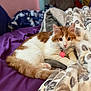 animal, bed, blanket, cat, collar, cozy, cute, domestic, fluffy, fur, heart_tag, indoor, looking_at_camera, lying_down, orange_and_white, paws, pet, purple_sheet, relaxed, soft