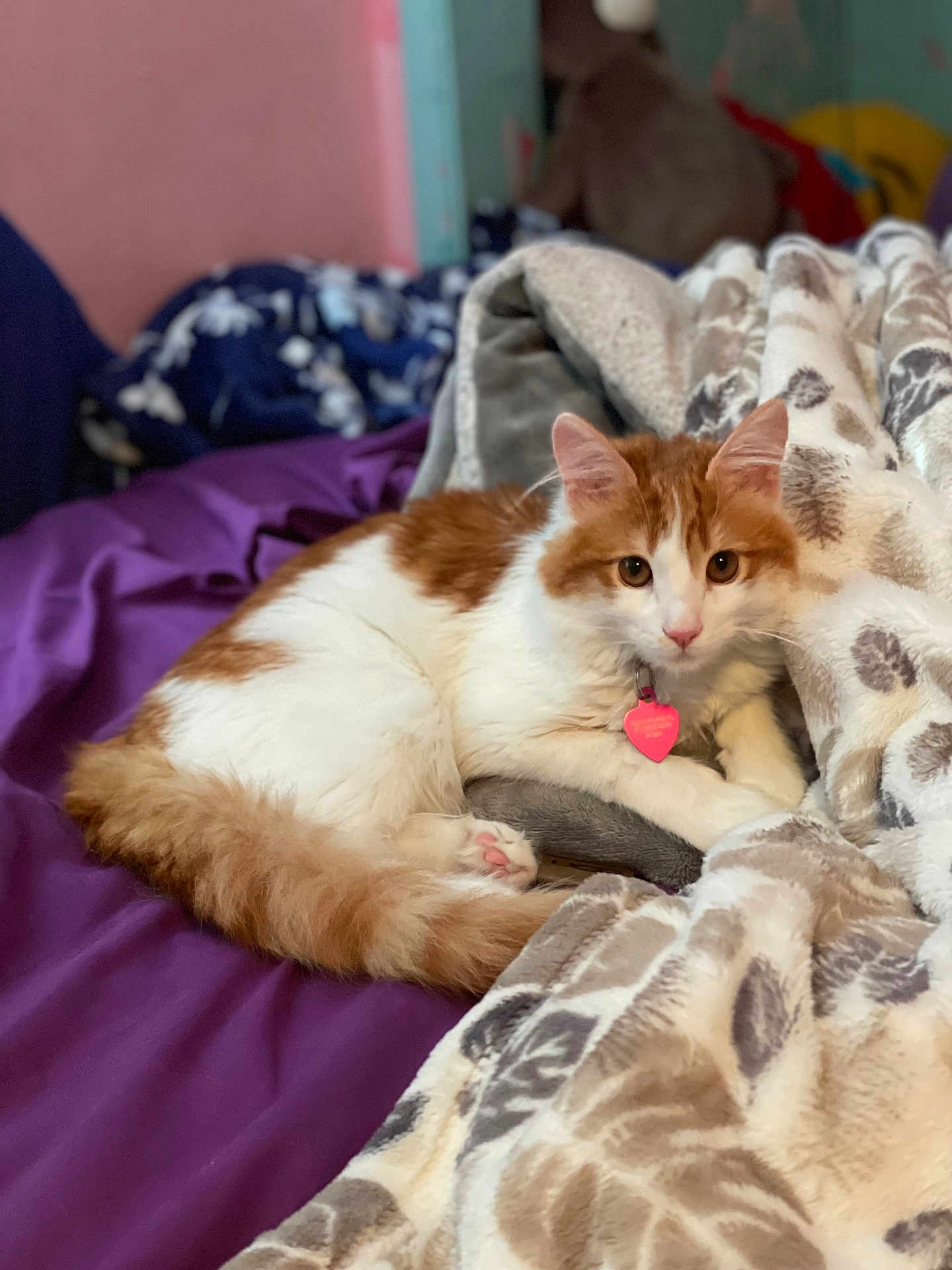 Raja