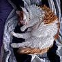 Raja is registered to the contest to win money with this photo: animal, blanket, cat, comfortable, cozy, curled_up, cute, domestic_cat, fluffy, fur, indoor, orange, pet, relaxed, resting, sleeping, soft, striped_blanket, tail, white
