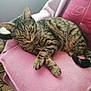 Jasper is registered to the contest to win money with this photo: cat, tabby_cat, pet, animal, feline, striped, fur, whiskers, ears, paws, tail, blanket, pink_blanket, chair, indoor, relaxed, resting, cozy, home, curious