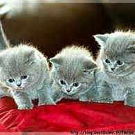 Petit chaton