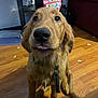 dog, puppy, golden_retriever, pet, indoor, floor, wooden_floor, tongue_out, looking_up, collar, leash, furniture, cozy, home, cute, animal, canine, brown_fur, young_dog, pet_indoor