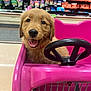 puppy, dog, golden_retriever, shopping_cart, pink, steering_wheel, grocery_store, smiling, happy, pet, animal, indoor, retail, cute, fur, playful, front_view, young, mammal, store_aisle