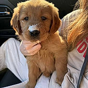 Shelby is registered to the contest to win money with this photo: puppy, golden_retriever, dog, animal, pet, fluffy, cute, indoors, car_interior, person, hand, white_powder, fur, young, mammal, sitting, casual_clothing, natural_light, close_up, portrait
