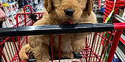 Shelby is registered to the contest to win money with this photo: puppy, golden_retriever, shopping_cart, store, aisle, shelf, pet, animal, cute, fur, mammal, young_dog, indoor, commerce, retail, shopping, domestic_animal, red_cart, floor, product