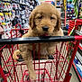 puppy, golden_retriever, shopping_cart, store, aisle, shelf, pet, animal, cute, fur, mammal, young_dog, indoor, commerce, retail, shopping, domestic_animal, red_cart, floor, product