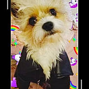 Gizmo joined the competition — help win amazing prizes! dog, fluffy, jacket, pet, cute, unicorn, rainbow, sticker, animal, indoor, portrait, closeup, furry, adorable, costume, fun, colorful, playful, small_dog, head_tilt