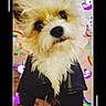 dog, fluffy, jacket, pet, cute, unicorn, rainbow, sticker, animal, indoor, portrait, closeup, furry, adorable, costume, fun, colorful, playful, small_dog, head_tilt