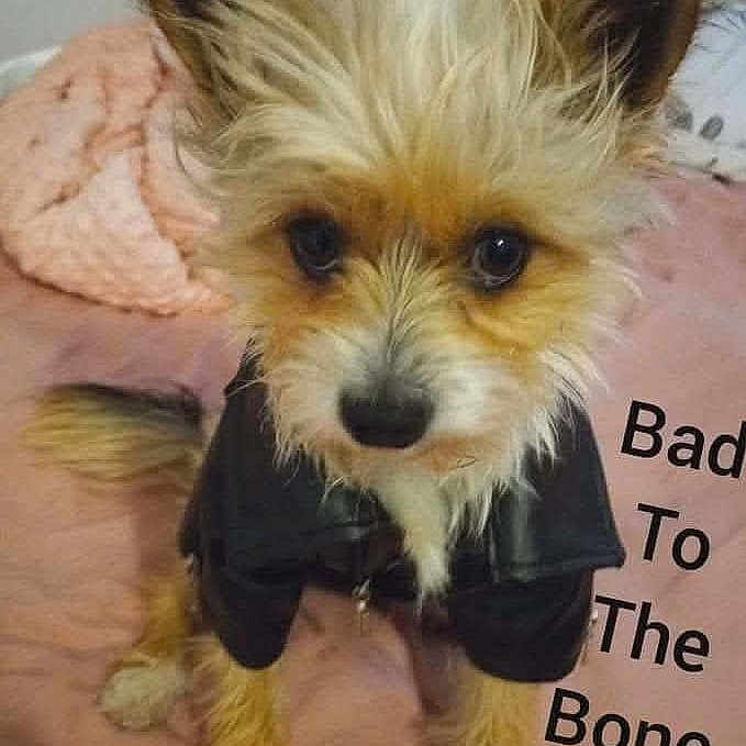 Gizmo is registered to the contest to win money with this photo: dog, puppy, pet, black_jacket, fur, ears, eyes, blanket, bed, cute, small_dog, animal, indoor, looking_up, text_overlay, pink, fur_texture, canine, adorable, portrait
