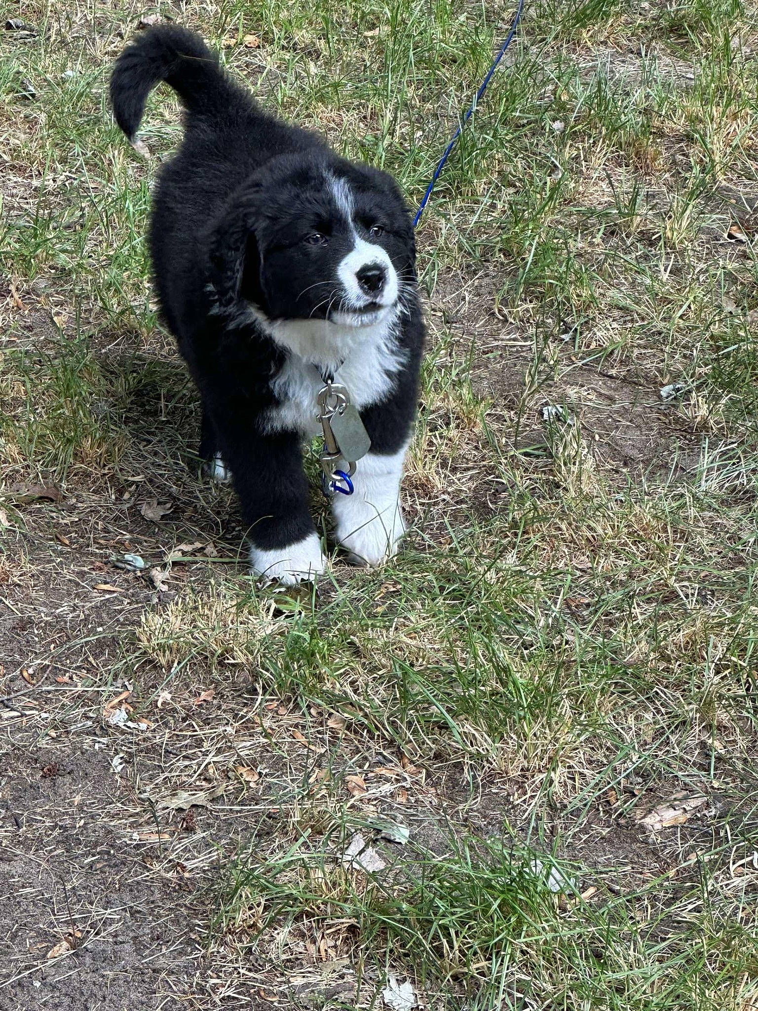 Bolt is registered to the contest to win money with this photo: canidae, carnivore, companion_dog, dog, dog_breed, fur, grass, gun_dog, herding_dog, hunting_dog, plant, snout, soil, sporting_group, tail, terrestrial_animal, tree, working_animal, working_dog