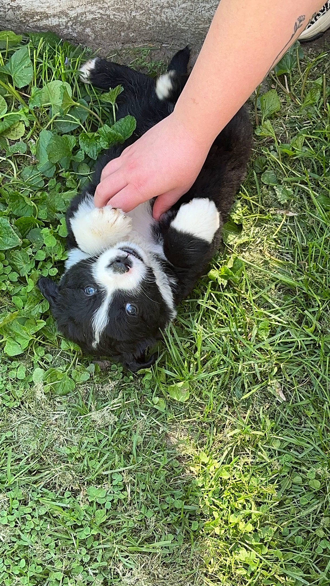 Bolt joined the competition — help win amazing prizes! canidae, carnivore, companion_dog, dog_breed, foot, fur, grass, groundcover, human_leg, non_sporting_group, plant, soil, sporting_group, tail, terrestrial_animal