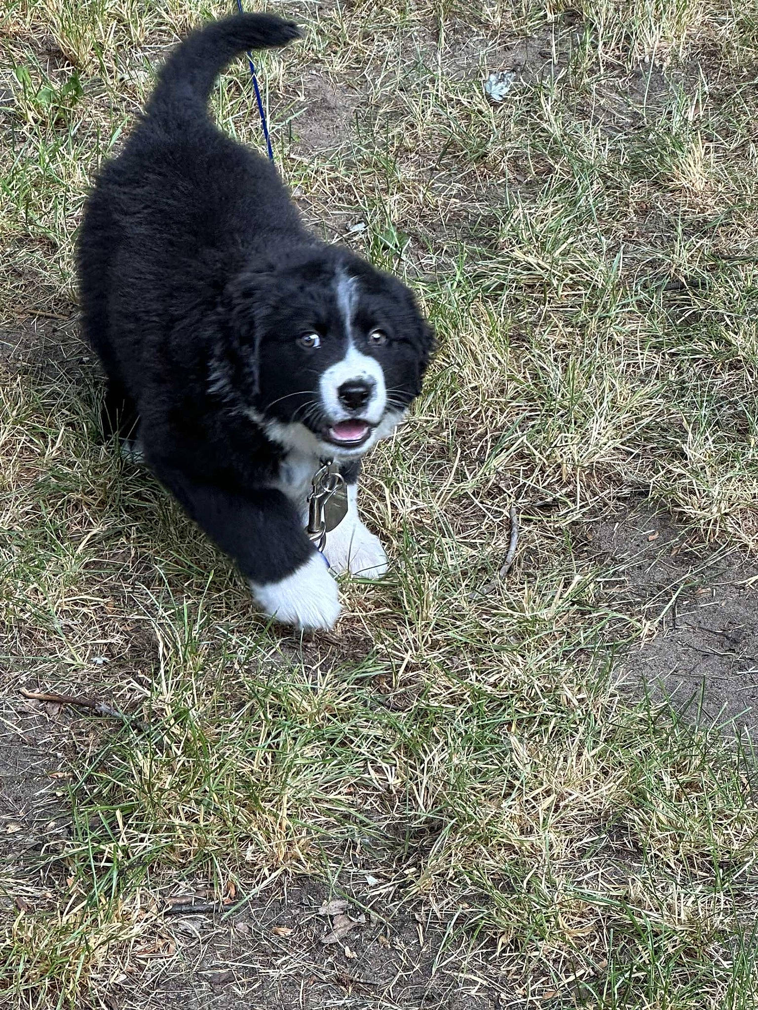 Bolt joined the competition — help win amazing prizes! borador, canidae, carnivore, companion_dog, dog, dog_breed, fur, grass, herding_dog, mcnab, non_sporting_group, plant, snout, soil, sporting_group, tail, terrestrial_animal, whiskers, working_animal, working_dog