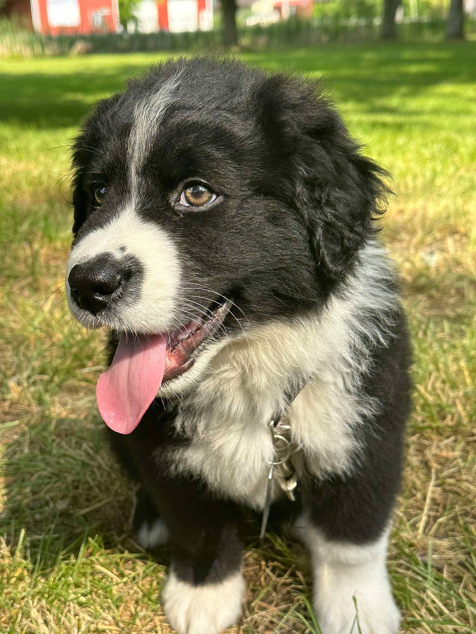 Bolt is registered to the contest to win money with this photo: australian_collie, borador, canidae, carnivore, collar, companion_dog, dog, dog_breed, dog_collar, fur, grass, herding_dog, plant, snout, sporting_group, terrestrial_animal, tree, whiskers, working_animal, working_dog