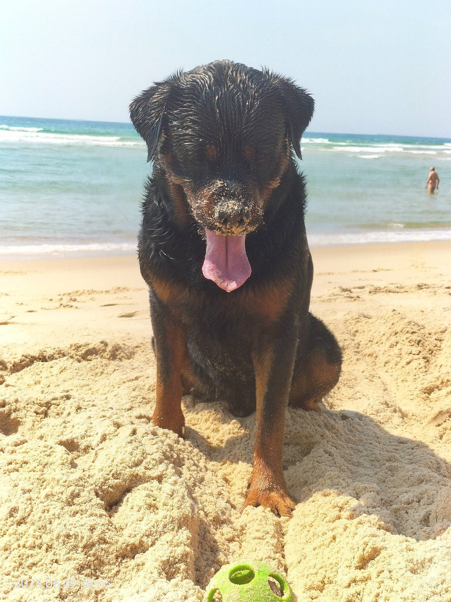 Newton participe au concours pour gagner de l'argent avec cette photo : beach, canidae, carnivore, coast, companion_dog, dog, dog_breed, fawn, foot, ocean, rock, sand, sky, snout, soil, sporting_group, terrier, water, water_dog, working_animal