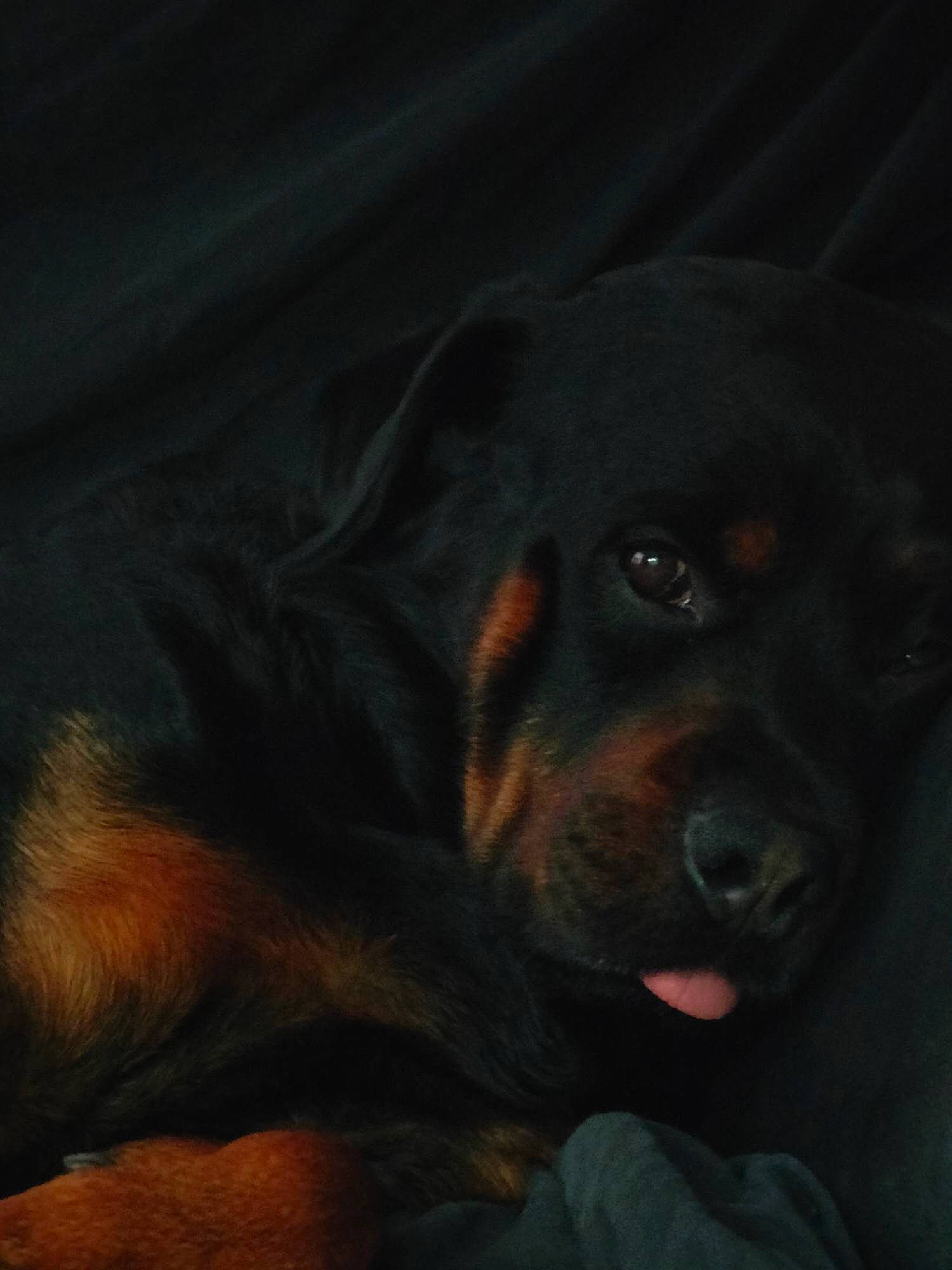 Newton participe au concours pour gagner de l'argent avec cette photo : bored, canidae, carnivore, comfort, companion_dog, darkness, dog, dog_breed, fur, guard_dog, liver, rottweiler, sporting_group, terrestrial_animal, tints_and_shades, whiskers, wood, working_animal, working_dog