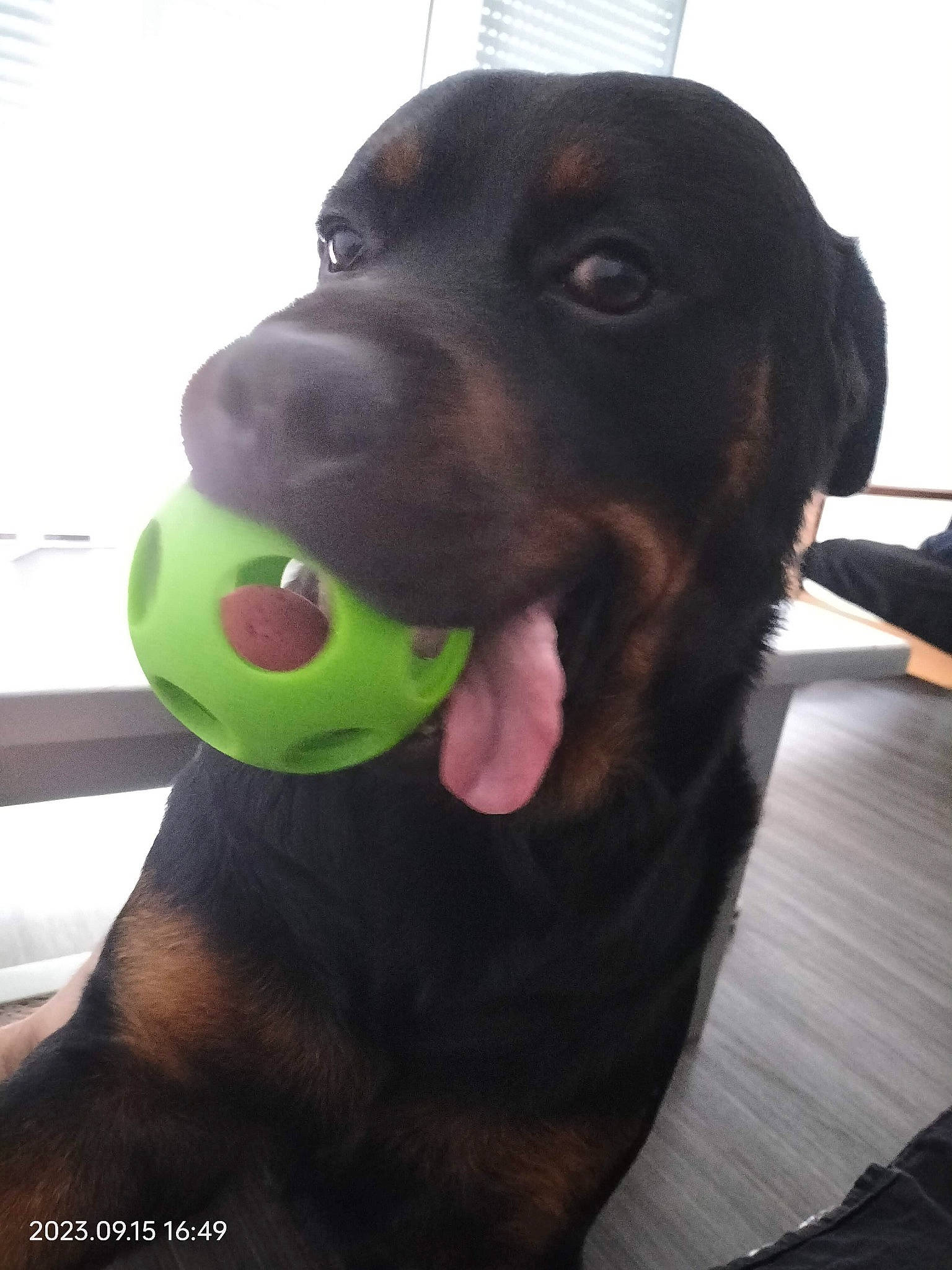 Newton participe au concours pour gagner de l'argent avec cette photo : ball, canidae, carnivore, collar, companion_dog, dog, dog_breed, dog_collar, dog_supply, fur, guard_dog, liver, pet_supply, snout, sporting_group, sports_toy, tennis_ball, toy, working_animal, working_dog