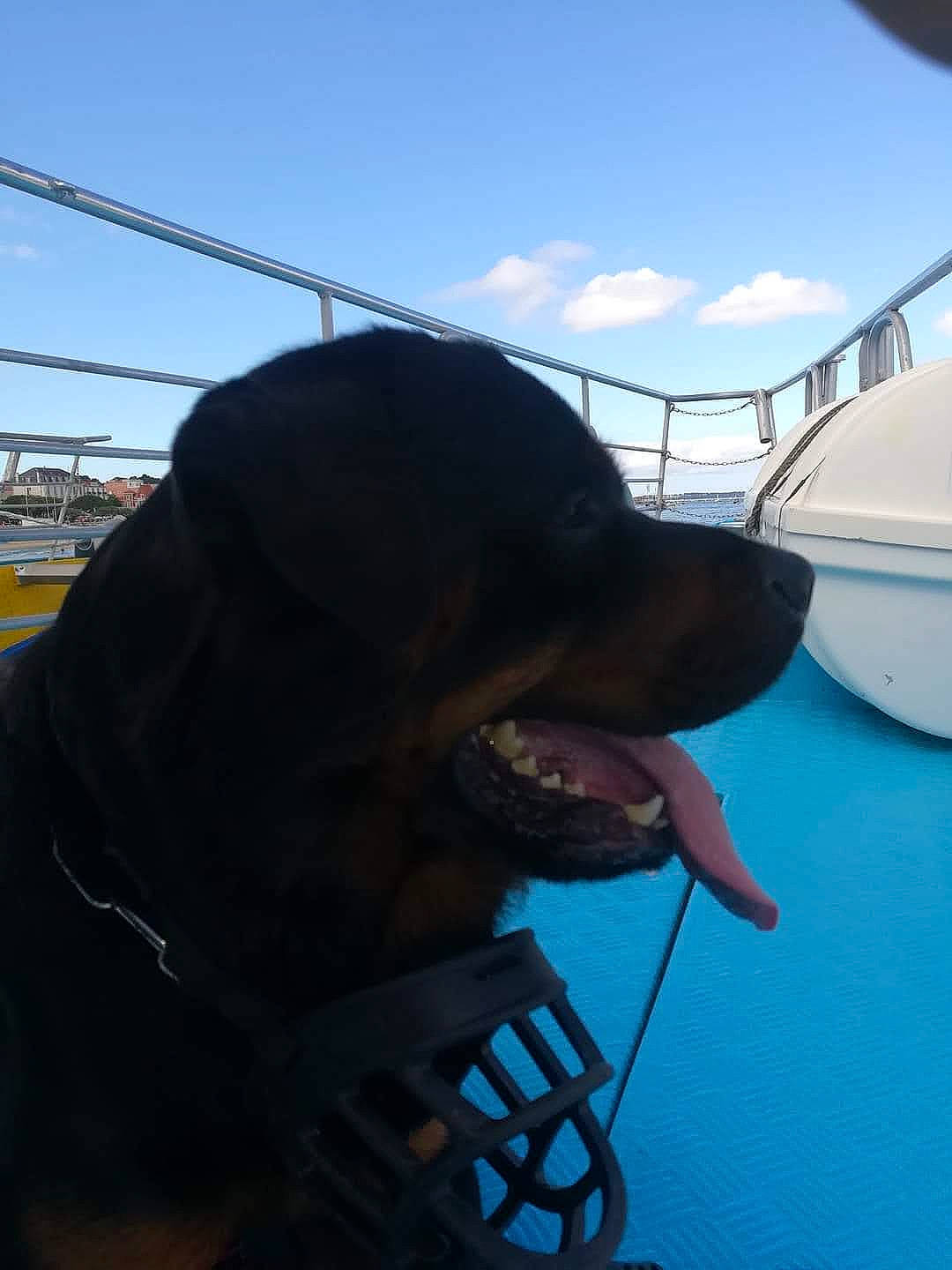 Newton a rejoint le concours — aidez-le/la à gagner de superbes lots ! boat, boats_and_boating_equipment_and_supplies, carnivore, cloud, dog, dog_breed, electric_blue, eyewear, jaw, naval_architecture, personal_protective_equipment, recreation, ship, sky, snout, sporting_group, travel, vehicle, water, watercraft