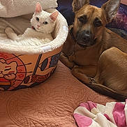 Princess is registered to the contest to win money with this photo: cat, dog, pet_bed, blanket, quilt, indoor, animal, white_cat, brown_dog, resting, relaxed, fur, ears, collar, bedroom, cozy, cute, companion, domestic_animal, soft_texture
