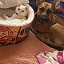 cat, dog, pet_bed, blanket, quilt, indoor, animal, white_cat, brown_dog, resting, relaxed, fur, ears, collar, bedroom, cozy, cute, companion, domestic_animal, soft_texture