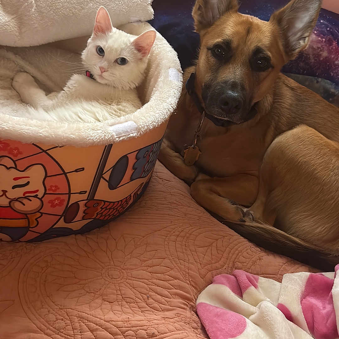 Princess is registered to the contest to win money with this photo: animal, bedroom, blanket, brown_dog, cat, collar, companion, cozy, cute, dog, domestic_animal, ears, fur, indoor, pet_bed, quilt, relaxed, resting, soft_texture, white_cat