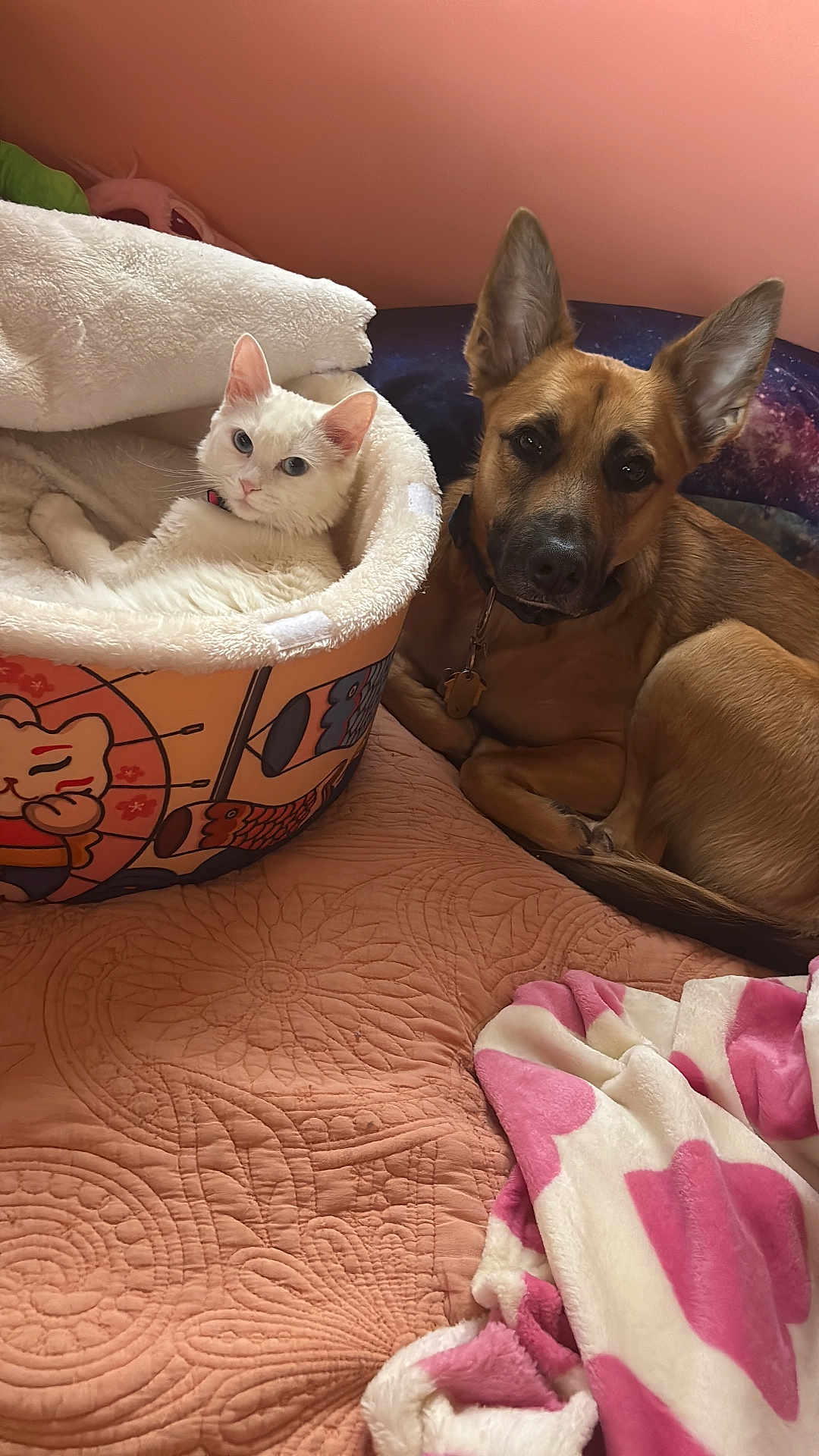 Princess is registered to the contest to win money with this photo: cat, dog, pet_bed, blanket, quilt, indoor, animal, white_cat, brown_dog, resting, relaxed, fur, ears, collar, bedroom, cozy, cute, companion, domestic_animal, soft_texture