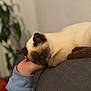 Aiko participe au concours pour gagner de l'argent avec cette photo : cat, siamese_cat, sleeping, couch, hand, person, blue_sleeve, indoor, plant, blurred_background, resting, cozy, feline, pet, fur, relaxation, comfort, home, side_view, domestic_animal