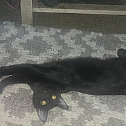 Cole joined the competition — help win amazing prizes! animal, black_cat, carpet, casual_photo, cat, dark_fur, feline, furniture, glowing_eyes, home, indoor, long_tail, lying_down, pet, pointed_ears, relaxed, shaggy_rug, sleeping, stretched_out, wooden_floor